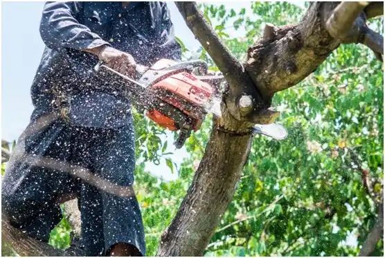 tree services Freeman